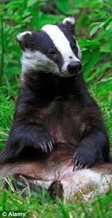 Upright European Badger Animals Mammals Animals Beautiful