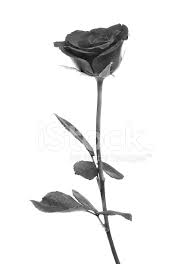 Cover nome grande rosa nera. Rosa Nera Su Sfondo Bianco Fotografie Stock Freeimages Com