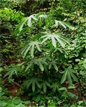 Image result for Sterculia subviolacea