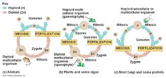 Maybe you would like to learn more about one of these? Quia 9ap Chapter 13 Meiosis And Sexual Life Cycles Detailed