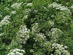 Image result for Ammi