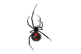While there are elements of truth to these stories, the habits of black widow spiders aren't any different than the. What Is The Difference Between Venomous And Poisonous