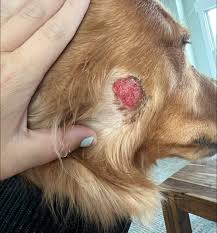 Image result for hotspot dogs