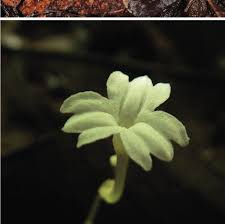 Image result for Monanthotaxis orophila