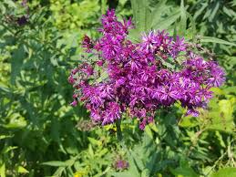 Image result for Vernonia galpinii