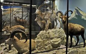 Résultat de recherche d'images pour "Natural History Museum Vienna"