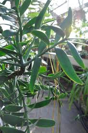 Image result for Eriospermum seineri