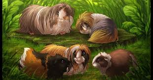 Pin On Guinea Pigs