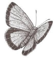 Image result for Tapinanthus erectotruncatus