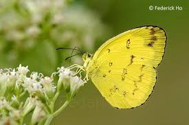 Image result for Eureiandra sp. A