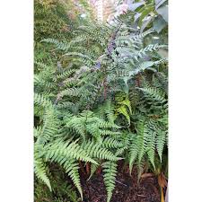 Image result for Dryopteridaceae