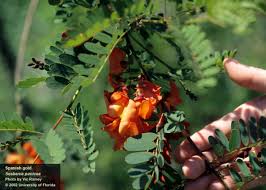 Image result for Sesbania tetraptera