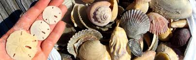 Maybe you would like to learn more about one of these? Sanibel Island Shells Facts Rules Vip Vacation Rentals Blog