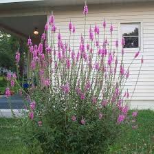 Image result for Lythrum