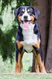 appenzeller sennenhund charakter wesen pflege entlebucher sennenhund sennenhund appenzeller hund