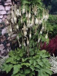 Cimicifuga Racemosa Cimicifuga Of Actaea Zones 3 8 Shade Or Part Shade 4 7 Feet Tall Shade Tolerant Plants Plants Shade Plants