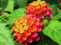 Two Lantana Flowers By Vijay Sharon Govender Lantana Flowers Flowers Delivered
