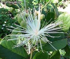 Image result for Chironia flexuosa