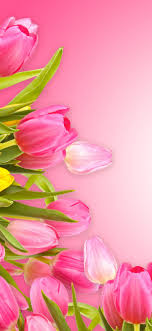 Pink flowers iphone 11 wallpaper. Pink Tulips Pink Background 1242x2688 Iphone 11 Pro Xs Max Wallpaper Background Picture Image