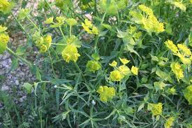 Image result for Euphorbia serratifolia