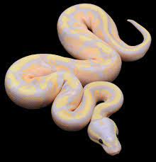 Pythonregius Com Constrictors Unlimited Ball Python Ball Python Morphs Snake Terrarium
