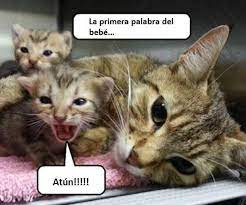 Pin De Nora Nardacchione En Gatitos Una Siesta Calentita Imagenes Divertidas De Animales Gatitos Divertidos Meme Gato
