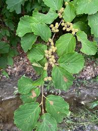 Image result for Hamamelis mollisi