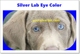These silver and charcoal labs, fit our family and our lifestyle perfectly and give our children the opportunity to learn the life lessons of responsibility and hard work. Silver Lab Eye Color Beauty Of Blue Eyes In 2021