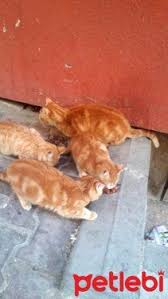 Petlebi Com Petlebi Twitter Evcil Hayvanlar Kedi Hayvan