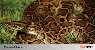 Maybe you would like to learn more about one of these? 7 Spesies Ular Terbesar Di Dunia Berani Pelihara