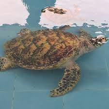 Pusat konversasi dan penerangan penyu: Pusat Konservasi Penerangan Penyu Melaka Non Profit Organisation