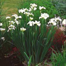 Lily of the valley makes a good. Iris Sibirica Gull S Wing Shade Perennials White Flowering Plants Perennial Plants