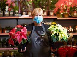 View our savings on flowers for christmas. Morrisons Launches New 8 Christmas Poinsettias Range Available In Pink White And Red Daily Record