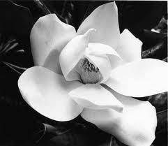 Magnolias Very New Orleans