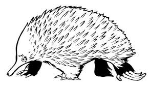 Spiny Echidna By Colbybluth On Deviantart Echidna Line Art Art