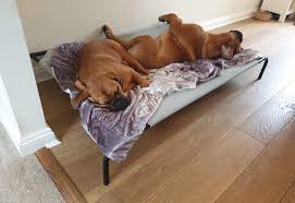 The coolaroo dog bed is one of the most popular dog beds on the market today. Pet Bed Extra Large Vegtrug