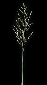 Image result for Panicum subalbidum
