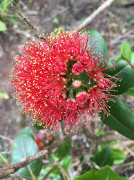 Image result for Lomariopsis hederacea