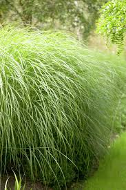 Silver Grass Sarabande Morning Light Sarabande Ornamental Grasses Grasses Garden Shade Plants