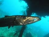 9,251 миб 320 кбит/c 4:01. Der Grosse Barrakuda Ein Pfeilschneller Hecht Diveinside Biologie