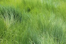 Image result for Urochloa dictyoneura