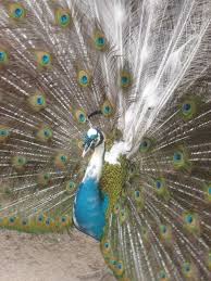 Exotic Bird Eggs For Sale In India 2 Peacock Peafowl Hatching Eggs From India Blue Pied Pen Pre Sale Pavone