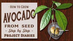 The method above never seems to work for me and the seed usually just rots. How To Grow Avocado From Seed A Complete Step By Step Guide Youtube
