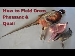 How To Butcher A Pheasant In Under 2 Minutes Wide Open Spaces Pheasanthunting Pheasant Pheasant Hunting Quail