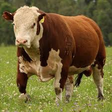 Pin On Bulls