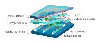 The ripening of fruits and vegetables is associated. Cell Wall Definition Cell Wall Function Cell Wall Layers