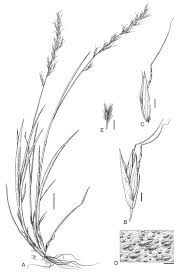 Image result for Trisetopsis