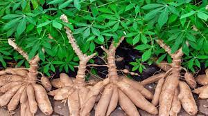 We did not find results for: 5 Cara Menanam Ubi Kayu Berkebun Singkong Youtube