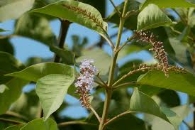 Image result for Citharexylum
