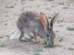 Scrub Hare In Kruger National Park Happyspaces Krugerpark Cute Animals Kruger National Park Animals